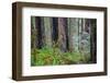 A grove of giant redwoods located in the Lady Bird Johnson Grove of the Redwood National Park-Mallorie Ostrowitz-Framed Photographic Print