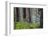 A grove of giant redwoods located in the Lady Bird Johnson Grove of the Redwood National Park-Mallorie Ostrowitz-Framed Photographic Print