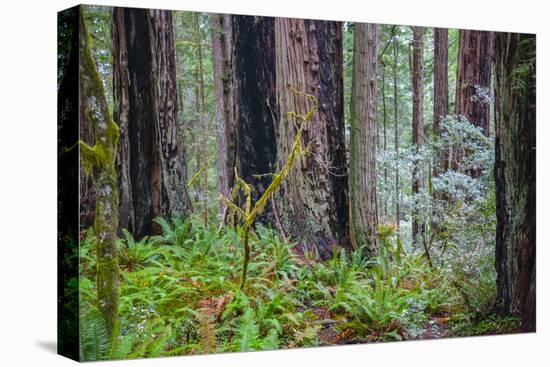 A grove of giant redwoods located in the Lady Bird Johnson Grove of the Redwood National Park-Mallorie Ostrowitz-Stretched Canvas