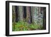 A grove of giant redwoods located in the Lady Bird Johnson Grove of the Redwood National Park-Mallorie Ostrowitz-Framed Photographic Print