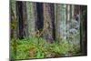 A grove of giant redwoods located in the Lady Bird Johnson Grove of the Redwood National Park-Mallorie Ostrowitz-Mounted Photographic Print