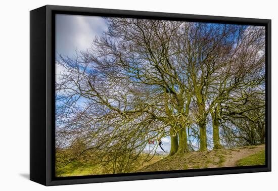 A grove of trees at Avebury, UK, a major Neolithic and medieval site.-Richard Wright-Framed Stretched Canvas