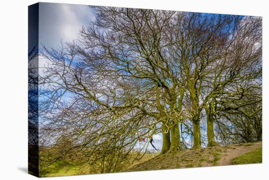 A grove of trees at Avebury, UK, a major Neolithic and medieval site.-Richard Wright-Stretched Canvas