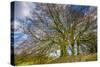 A grove of trees at Avebury, UK, a major Neolithic and medieval site.-Richard Wright-Stretched Canvas