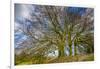 A grove of trees at Avebury, UK, a major Neolithic and medieval site.-Richard Wright-Framed Photographic Print