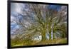 A grove of trees at Avebury, UK, a major Neolithic and medieval site.-Richard Wright-Framed Photographic Print