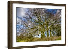 A grove of trees at Avebury, UK, a major Neolithic and medieval site.-Richard Wright-Framed Photographic Print