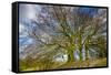 A grove of trees at Avebury, UK, a major Neolithic and medieval site.-Richard Wright-Framed Stretched Canvas