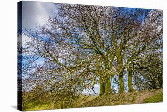 A grove of trees at Avebury, UK, a major Neolithic and medieval site.-Richard Wright-Stretched Canvas
