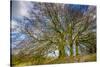 A grove of trees at Avebury, UK, a major Neolithic and medieval site.-Richard Wright-Stretched Canvas