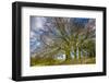 A grove of trees at Avebury, UK, a major Neolithic and medieval site.-Richard Wright-Framed Photographic Print