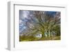 A grove of trees at Avebury, UK, a major Neolithic and medieval site.-Richard Wright-Framed Photographic Print