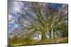 A grove of trees at Avebury, UK, a major Neolithic and medieval site.-Richard Wright-Mounted Photographic Print