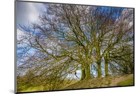 A grove of trees at Avebury, UK, a major Neolithic and medieval site.-Richard Wright-Mounted Photographic Print