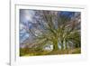 A grove of trees at Avebury, UK, a major Neolithic and medieval site.-Richard Wright-Framed Photographic Print