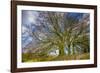 A grove of trees at Avebury, UK, a major Neolithic and medieval site.-Richard Wright-Framed Photographic Print