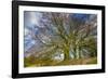 A grove of trees at Avebury, UK, a major Neolithic and medieval site.-Richard Wright-Framed Photographic Print