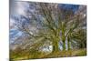 A grove of trees at Avebury, UK, a major Neolithic and medieval site.-Richard Wright-Mounted Photographic Print