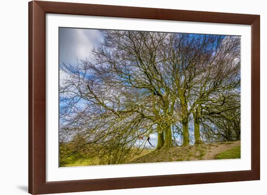 A grove of trees at Avebury, UK, a major Neolithic and medieval site.-Richard Wright-Framed Photographic Print