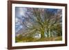 A grove of trees at Avebury, UK, a major Neolithic and medieval site.-Richard Wright-Framed Photographic Print