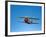 A Grumman F3F Biplane in Flight-Stocktrek Images-Framed Photographic Print