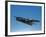A Grumman F7F Tigercat in Flight-Stocktrek Images-Framed Photographic Print
