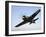 A Grumman F8F Bearcat in Flight-Stocktrek Images-Framed Photographic Print