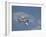A Grumman OV-1 Mohawk in Flight Over Florida-Stocktrek Images-Framed Photographic Print