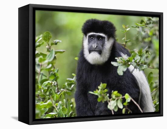 A Guereza Colobus Monkey in the Aberdare Mountains of Central Kenya-Nigel Pavitt-Framed Stretched Canvas