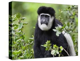 A Guereza Colobus Monkey in the Aberdare Mountains of Central Kenya-Nigel Pavitt-Stretched Canvas