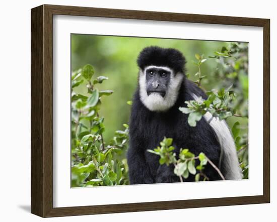 A Guereza Colobus Monkey in the Aberdare Mountains of Central Kenya-Nigel Pavitt-Framed Photographic Print