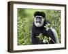 A Guereza Colobus Monkey in the Aberdare Mountains of Central Kenya-Nigel Pavitt-Framed Photographic Print