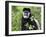 A Guereza Colobus Monkey in the Aberdare Mountains of Central Kenya-Nigel Pavitt-Framed Photographic Print