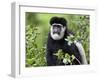 A Guereza Colobus Monkey in the Aberdare Mountains of Central Kenya-Nigel Pavitt-Framed Photographic Print