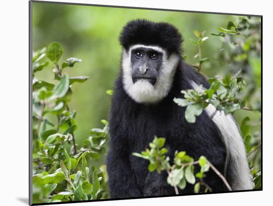 A Guereza Colobus Monkey in the Aberdare Mountains of Central Kenya-Nigel Pavitt-Mounted Photographic Print