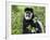 A Guereza Colobus Monkey in the Aberdare Mountains of Central Kenya-Nigel Pavitt-Framed Photographic Print
