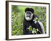 A Guereza Colobus Monkey in the Aberdare Mountains of Central Kenya-Nigel Pavitt-Framed Photographic Print