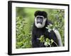 A Guereza Colobus Monkey in the Aberdare Mountains of Central Kenya-Nigel Pavitt-Framed Photographic Print