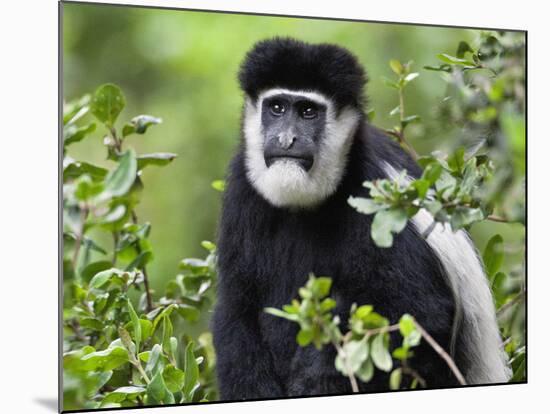 A Guereza Colobus Monkey in the Aberdare Mountains of Central Kenya-Nigel Pavitt-Mounted Photographic Print