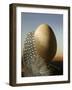 A Guinea Fowl Egg and Feather-Manfred Seelow-Framed Photographic Print