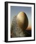A Guinea Fowl Egg and Feather-Manfred Seelow-Framed Photographic Print
