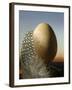 A Guinea Fowl Egg and Feather-Manfred Seelow-Framed Photographic Print