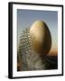 A Guinea Fowl Egg and Feather-Manfred Seelow-Framed Photographic Print