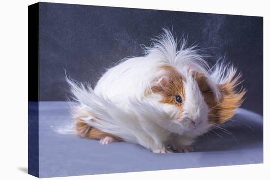 A Guinea Pig's Hair is Blowing in the Wind.-EBPhoto-Stretched Canvas