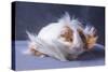 A Guinea Pig's Hair is Blowing in the Wind.-EBPhoto-Stretched Canvas