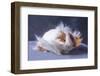 A Guinea Pig's Hair is Blowing in the Wind.-EBPhoto-Framed Photographic Print