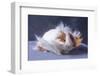 A Guinea Pig's Hair is Blowing in the Wind.-EBPhoto-Framed Photographic Print