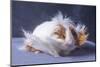 A Guinea Pig's Hair is Blowing in the Wind.-EBPhoto-Mounted Photographic Print