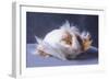 A Guinea Pig's Hair is Blowing in the Wind.-EBPhoto-Framed Photographic Print