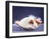 A Guinea Pig's Hair is Blowing in the Wind.-EBPhoto-Framed Photographic Print